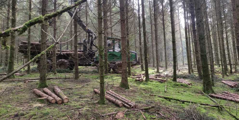 Exploitation en cours de la coupe d'épicéas en éclaircie parcelle 24