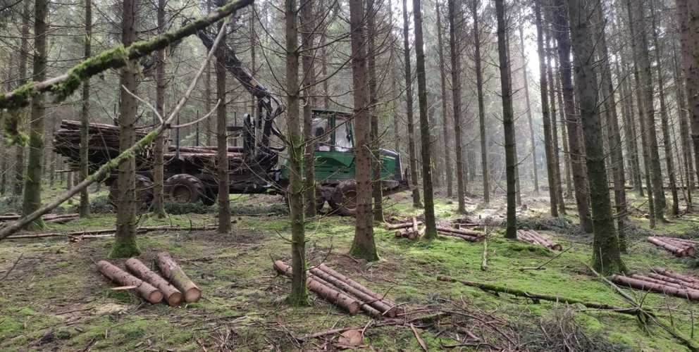 Exploitation en cours de la coupe d'épicéas en éclaircie parcelle 24