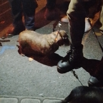 Première édition de la messe de la Saint-Hubert : une belle réussite ! Première édition de la messe de la Saint-Hubert : une belle réussite !