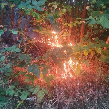 Feu de forêt à Gespunsart