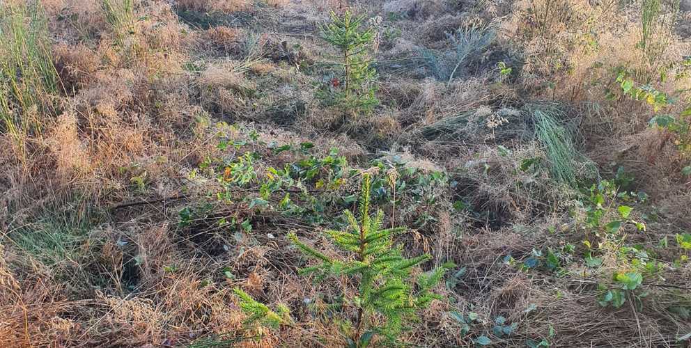 Dégagement de nos plantations d'épicéas et de douglas