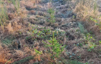 Dégagement de nos plantations d'épicéas et de douglas