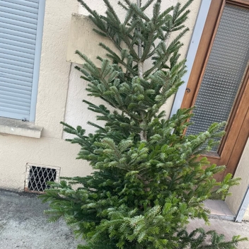 Distribution de sapins Distribution de sapins