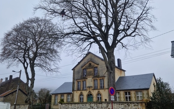 Taille des 2 hêtres de l'école des garçons