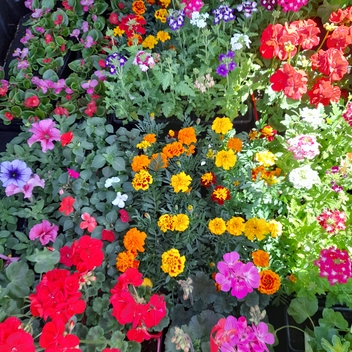Opération achat groupé de fleurs Opération achat groupé de fleurs