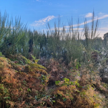 Dégagement de nos plantations d'épicéas et de douglas