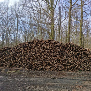 Exploitation en cours de la coupe d'épicéas en éclaircie parcelle 24 Exploitation en cours de la coupe d'épicéas en éclaircie parcelle 24