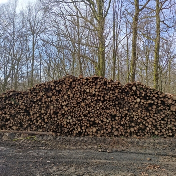 Exploitation en cours de la coupe d'épicéas en éclaircie parcelle 24