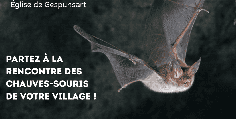 A la rencontre des chauves-souris