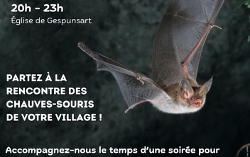 A la rencontre des chauves-souris