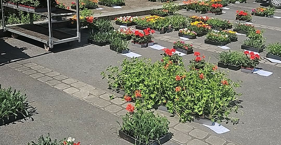 Un beau succès pour la commande groupée de fleurs !