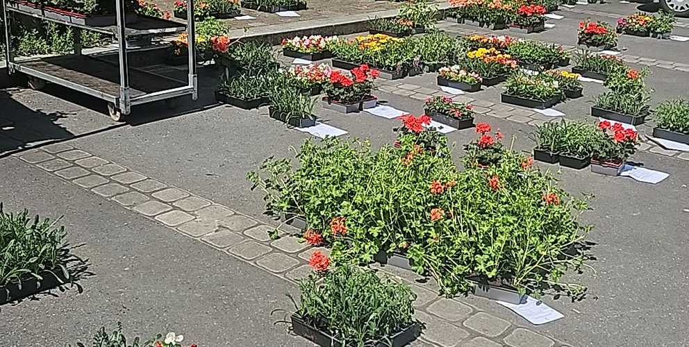 Un beau succès pour la commande groupée de fleurs !