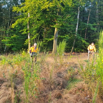 Dégagement de nos plantations d'épicéas et de douglas