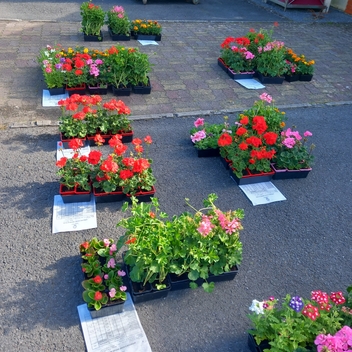 Opération achat groupé de fleurs Opération achat groupé de fleurs