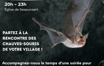 A la rencontre des chauves-souris