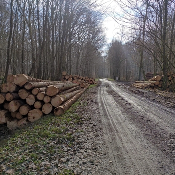 Exploitation en cours de la coupe d'épicéas en éclaircie parcelle 24 Exploitation en cours de la coupe d'épicéas en éclaircie parcelle 24